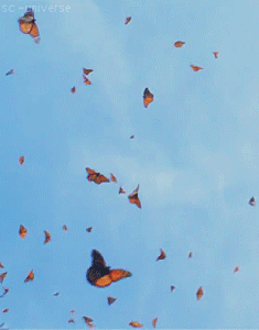 butterfliesgif